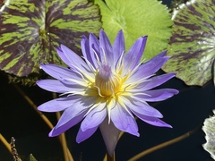 Nymphaea elegans