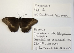 Hipparchia alcyone