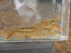 Procambarus acutus