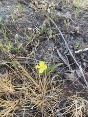 Oenothera flava