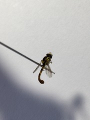 Sphaerophoria scripta