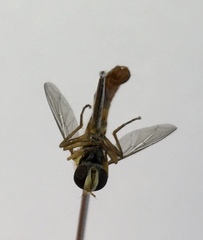 Sphaerophoria scripta