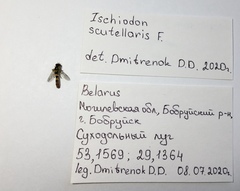 Sphaerophoria scripta