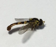 Sphaerophoria scripta