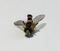 Sphaerophoria scripta