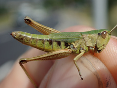 Pseudochorthippus parallelus parallelus