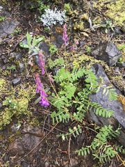 Hedysarum occidentale