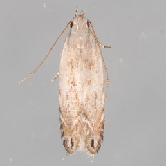 Battaristis nigratomella