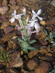 Lapeirousia pyramidalis