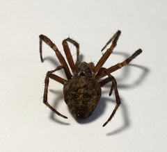 Larinioides ixobolus