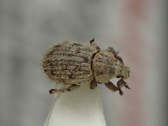 Trachyphloeus scabriculus