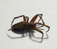 Larinioides ixobolus