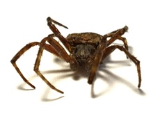 Larinioides ixobolus