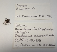 Larinioides ixobolus