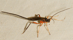 Macrocentrus aegeriae