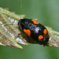 Cryptocephalus quadruplex