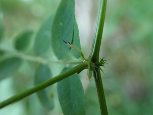 Wood Vetch