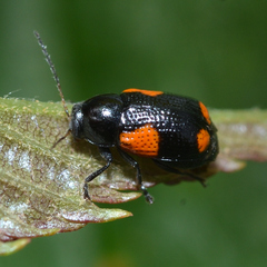 Cryptocephalus quadruplex