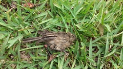 Molothrus bonariensis