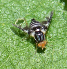 Rhagoletis pomonella