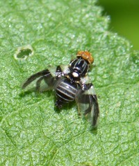 Rhagoletis pomonella