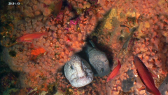 Anarrhichthys ocellatus
