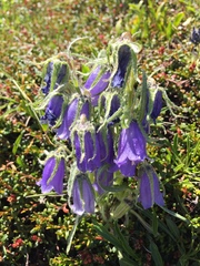 Campanula alpina