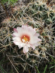 Coryphantha ottonis
