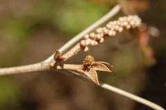 Image of Croton bernieri