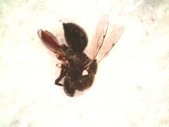 Brachymeria podagrica