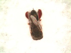 Brachymeria podagrica