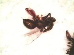 Brachymeria podagrica