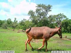 Alcelaphus buselaphus major