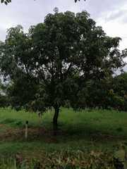Mangifera indica