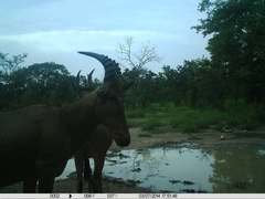 Alcelaphus buselaphus major