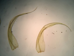 Warnstorfia fluitans