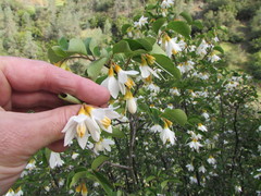 Styrax redivivus