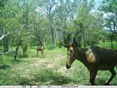 Alcelaphus buselaphus major