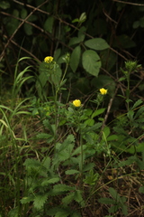 Potentilla recta pilosa