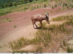 Alcelaphus buselaphus major