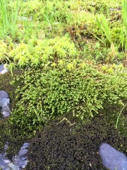 Warnstorfia fluitans