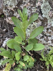 Senecio rapifolius