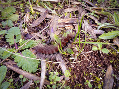 Macrothylacia digramma