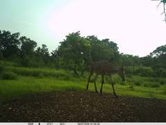 Alcelaphus buselaphus major