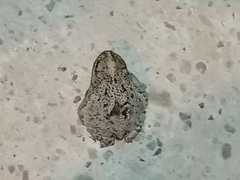 Rhinella humboldti