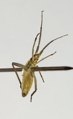 Stenodema laevigata