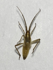 Stenodema laevigata