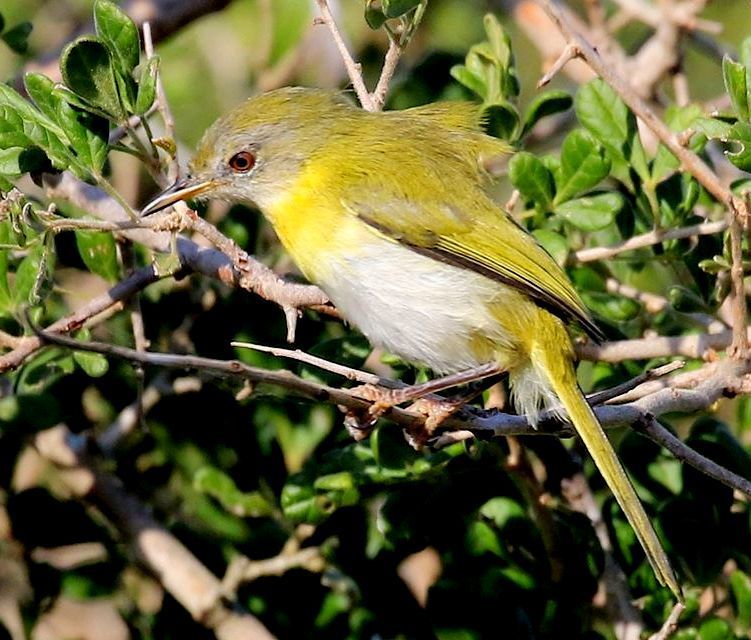 Yellow-breasted Apalis