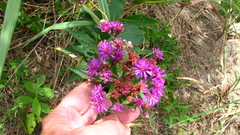 Vernonia texana