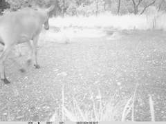 Alcelaphus buselaphus major
